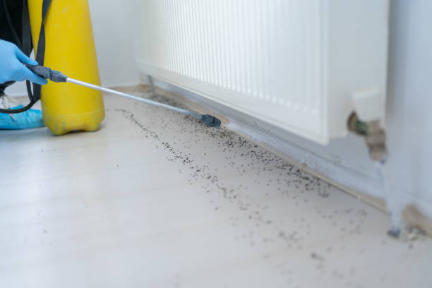 Best Mosquito Control Services  in Milton, WV